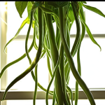 **

> Time-lapse of a green bean plant growing rapidly, with sunlight streaming through a window. Focus on the tendrils reaching out.

**