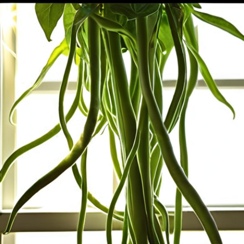 Home 6 **
> Time-lapse of a green bean plant growing rapidly, with sunlight streaming through a window. Focus on the tendrils reaching out.
**